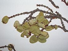Euphorbia kuwaleana httpsuploadwikimediaorgwikipediacommonsthu