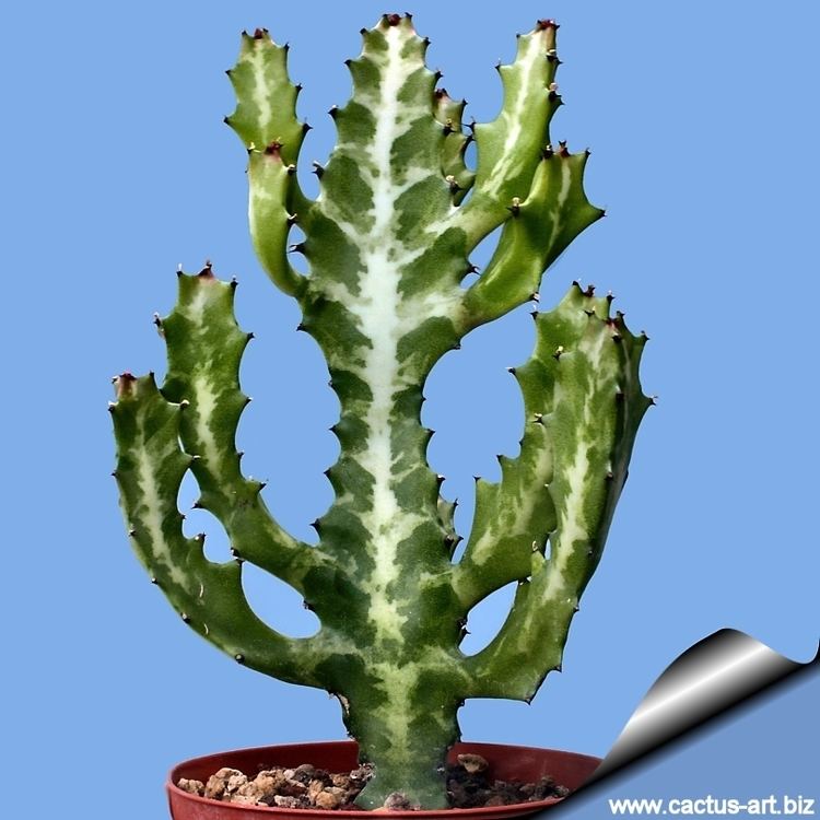 Euphorbia lactea Euphorbia lactea
