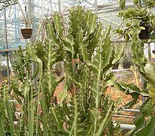 Euphorbia lactea Euphorbia lactea Wikipedia