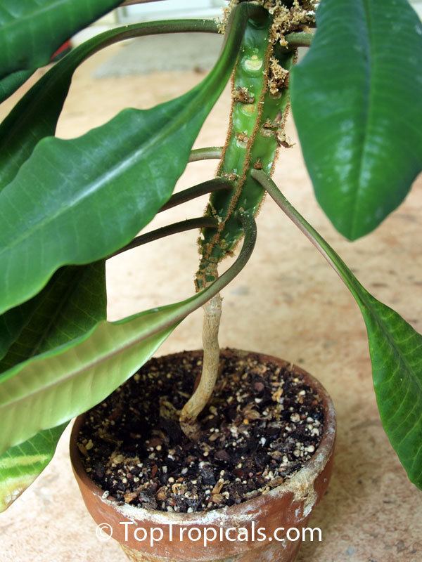 Euphorbia leuconeura Euphorbia leuconeura Madagascar Jewel TopTropicalscom