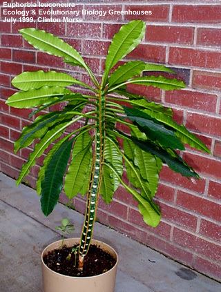 Euphorbia leuconeura florawwweebuconneduimagesbyspeciesEuphorbia