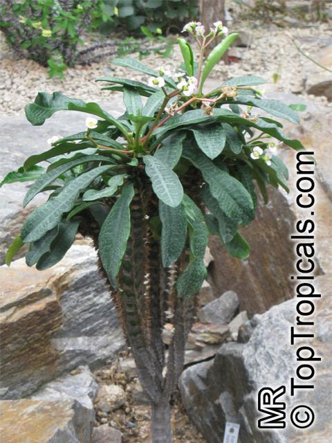 Euphorbia lophogona Euphorbia lophogona Randramboay TopTropicalscom