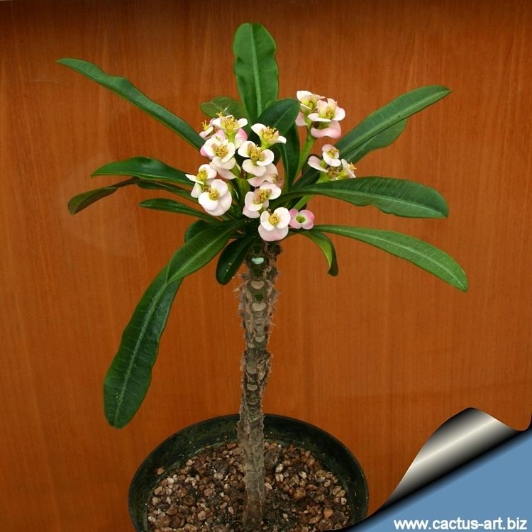 Euphorbia lophogona wwwcactusartbizschedeEUPHORBIAEuphorbialoph