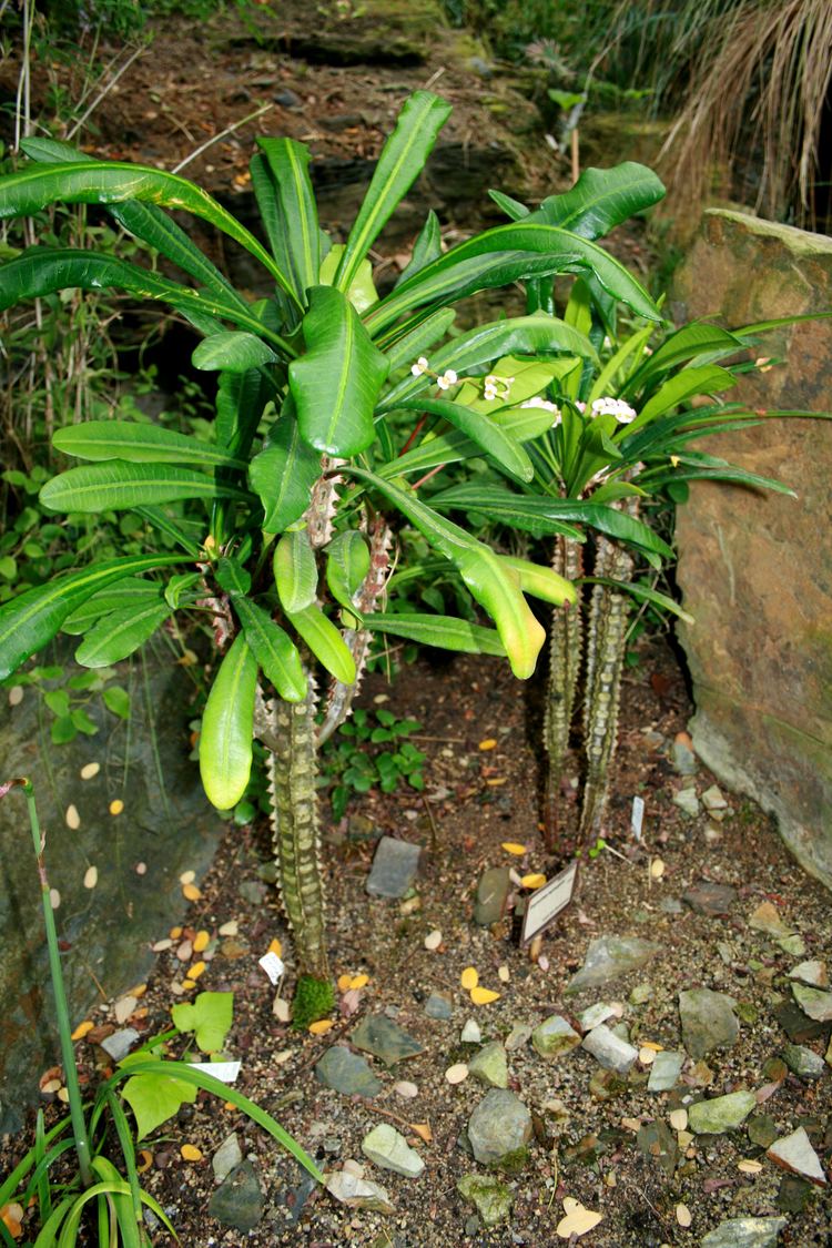 Euphorbia lophogona FileEuphorbia lophogona 2jpg Wikimedia Commons
