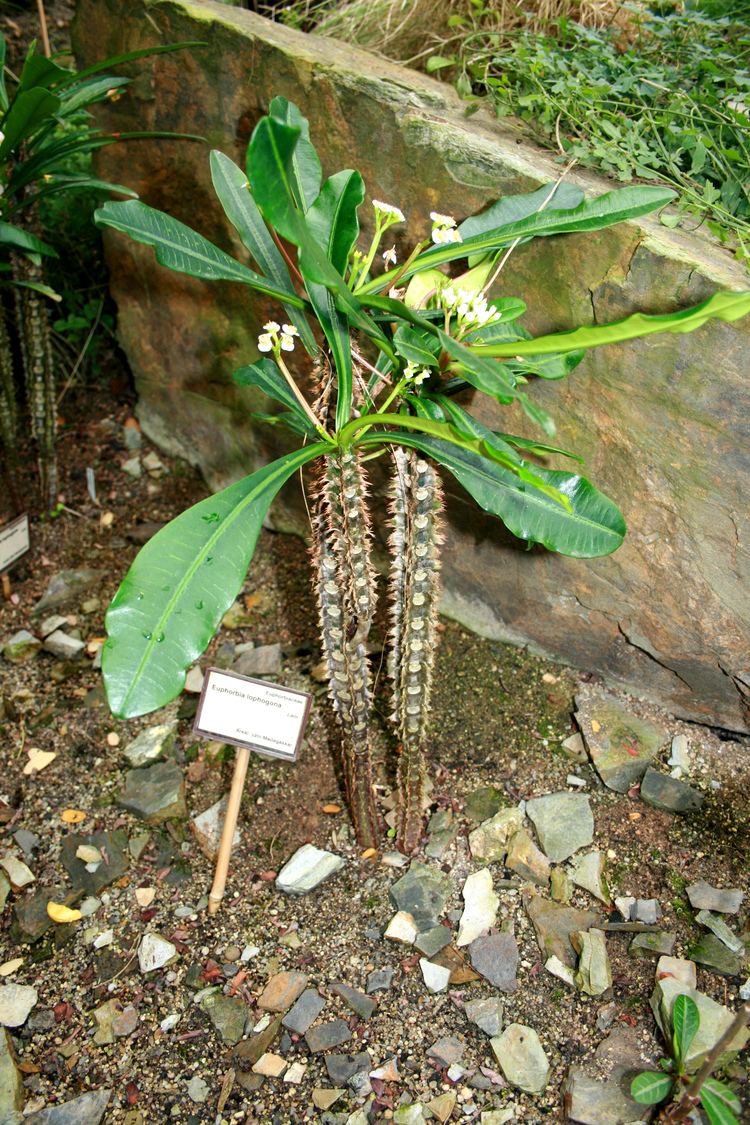 Euphorbia lophogona FileEuphorbia lophogona 1jpg Wikimedia Commons