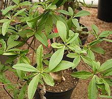 Euphorbia mahabobokensis httpsuploadwikimediaorgwikipediacommonsthu