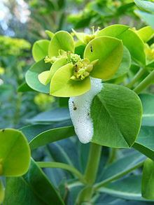 Euphorbia margalidiana httpsuploadwikimediaorgwikipediacommonsthu