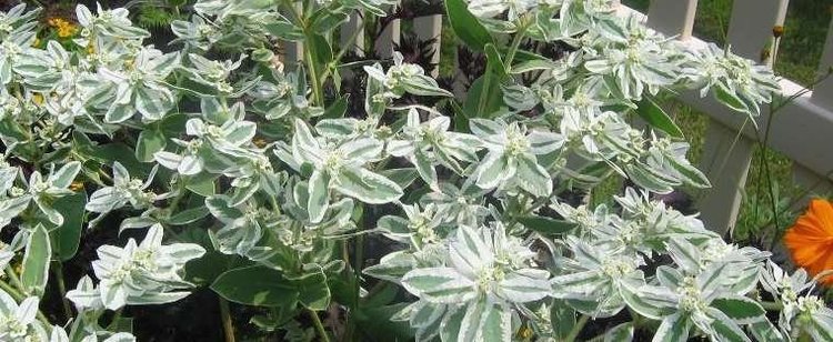 Euphorbia marginata Snow on the Mountain Euphorbia marginata