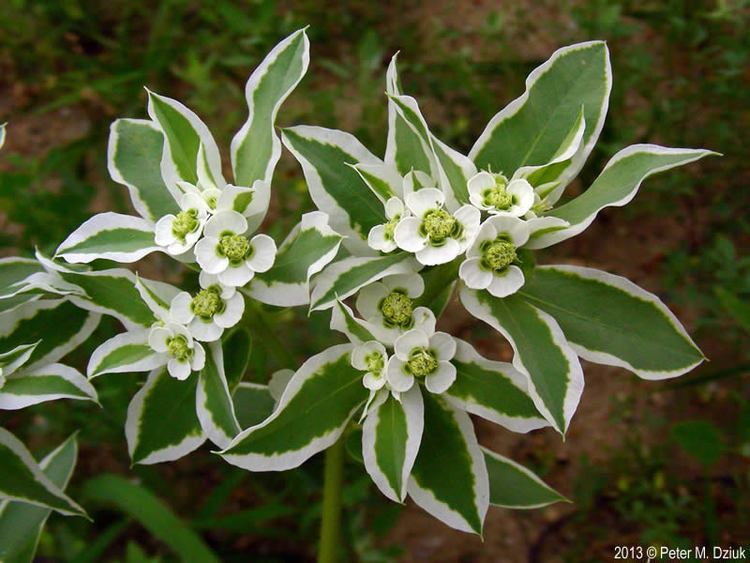 Euphorbia marginata wwwminnesotawildflowersinfoudatar9ndp23qpdeu