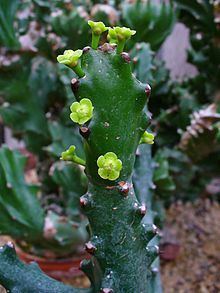 Euphorbia mayurnathanii httpsuploadwikimediaorgwikipediacommonsthu