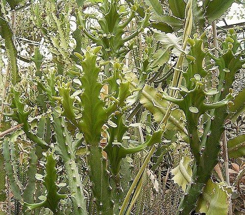 Euphorbia mayurnathanii Euphorbia mayurnathanii iNaturalistorg