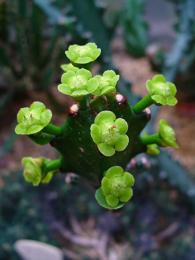 Euphorbia mayurnathanii FileEuphorbia mayurnathanii 002JPG Wikimedia Commons