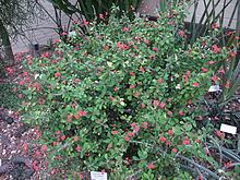 Euphorbia milii var. splendens httpsuploadwikimediaorgwikipediacommonsthu