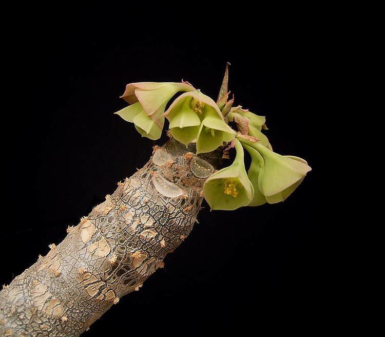 Euphorbia millotii httpsuploadwikimediaorgwikipediacommonsaa