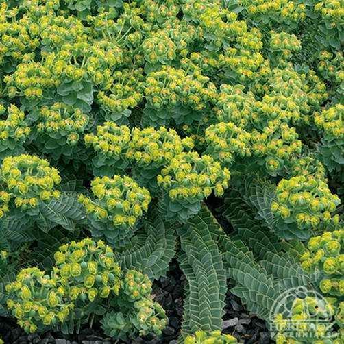 Euphorbia myrsinites Plant Profile for Euphorbia myrsinites Donkeytail Spurge Perennial