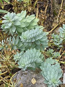 Euphorbia myrsinites httpsuploadwikimediaorgwikipediacommonsthu