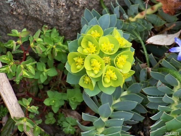 Euphorbia myrsinites Euphorbia Name That Plant