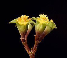 Euphorbia neobosseri httpsuploadwikimediaorgwikipediacommonsthu