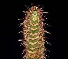 Euphorbia neohumbertii httpsuploadwikimediaorgwikipediacommonsthu