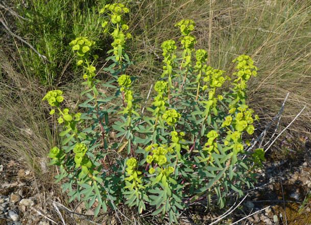 Euphorbia nicaeensis Lechetrezna comn Euphorbia nicaensis