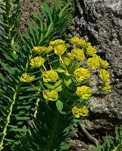 Euphorbia nicaeensis httpsuploadwikimediaorgwikipediacommonsthu