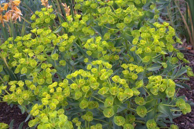 Euphorbia nicaeensis Euphorbia nicaeensis ssp nicaeensis Lambley Nursery