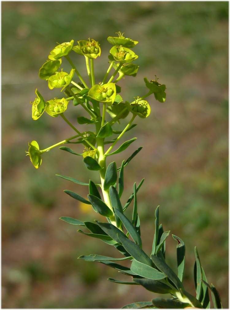 Euphorbia nicaeensis Euphorbia nicaeensis Specie della flora italiana