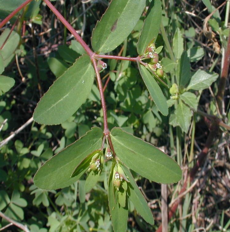 Euphorbia nutans Euphorbia nutans eyebane sandmat Go Botany