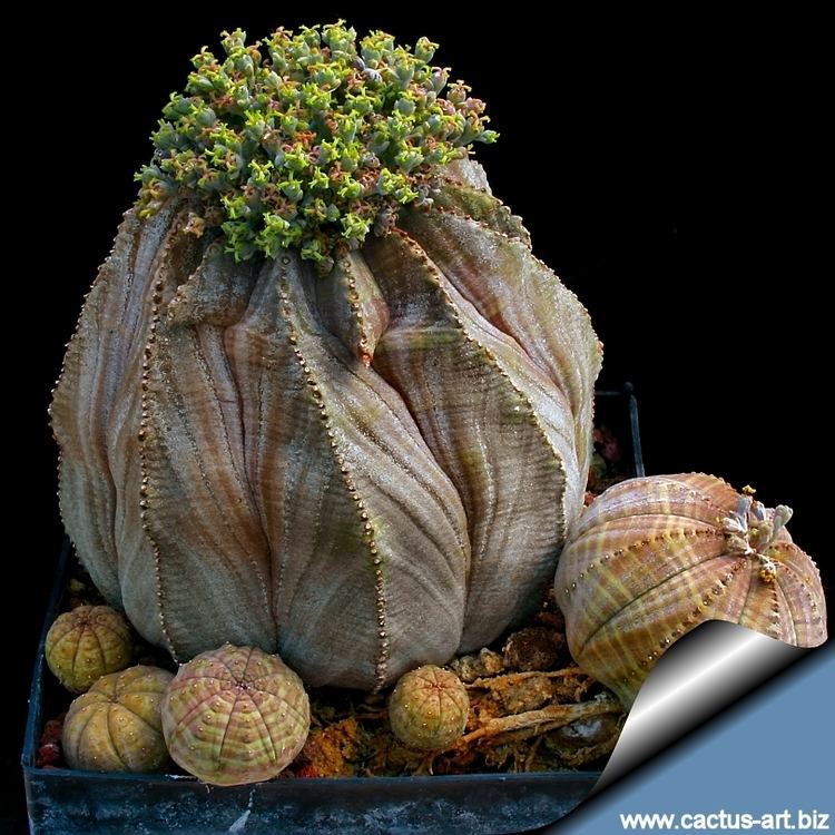 Euphorbia obesa Euphorbia obesa