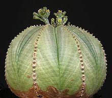 Euphorbia obesa Euphorbia obesa Wikipedia