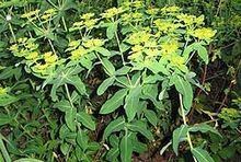 Euphorbia oblongata httpsuploadwikimediaorgwikipediacommonsthu