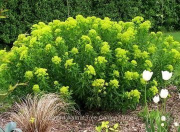 Euphorbia palustris Euphorbia palustris Walenburg39s Glorie geschikt voor waterrijke