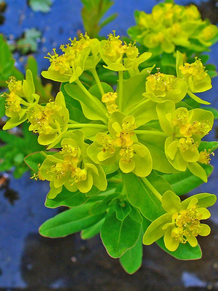 Euphorbia palustris FileEuphorbia palustris 002JPG Wikimedia Commons