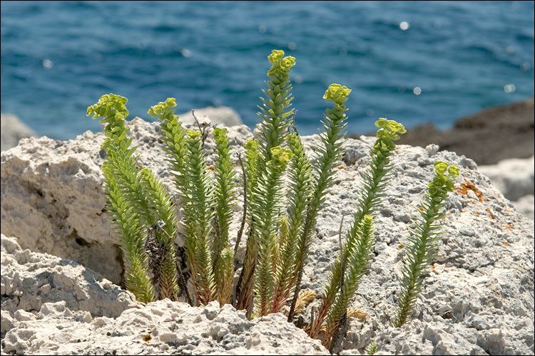 Euphorbia paralias CalPhotos Euphorbia paralias Sea Spurge