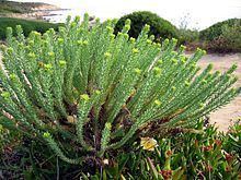 Euphorbia paralias httpsuploadwikimediaorgwikipediacommonsthu
