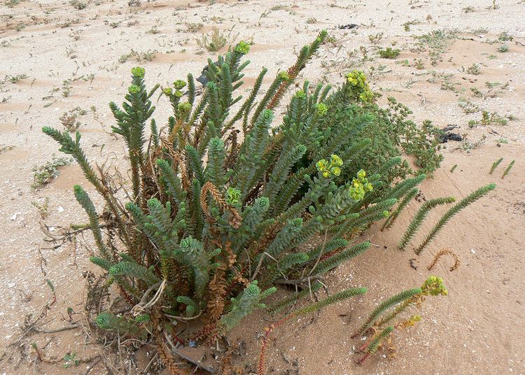 Euphorbia paralias Euphorbia paralias Plant Biodiversity of SouthWestern Morocco