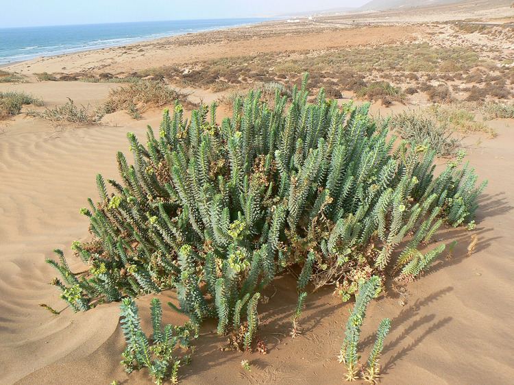 Euphorbia paralias Euphorbia paralias Plant Biodiversity of SouthWestern Morocco