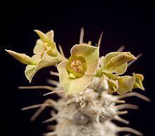 Euphorbia parvicyathophora httpsuploadwikimediaorgwikipediacommonsthu