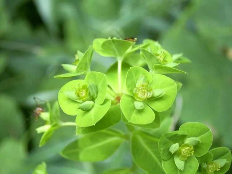 Euphorbia pekinensis Euphorbia pekinensis Ruprecht