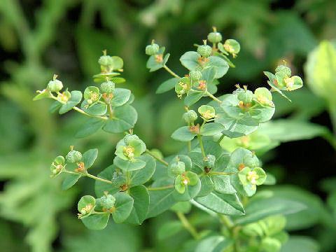 Euphorbia pekinensis shu Homepage Euphorbia pekinensis
