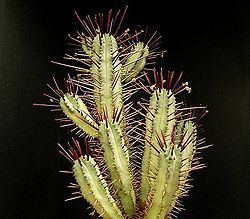 Euphorbia pentagona httpsuploadwikimediaorgwikipediacommonsthu