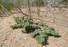 Euphorbia peplis httpsuploadwikimediaorgwikipediacommonsthu