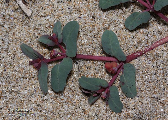 Euphorbia peplis The Bulgarian flora online Euphorbia peplis picture 4