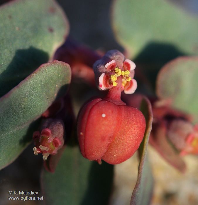 Euphorbia peplis The Bulgarian flora online Euphorbia peplis picture 1
