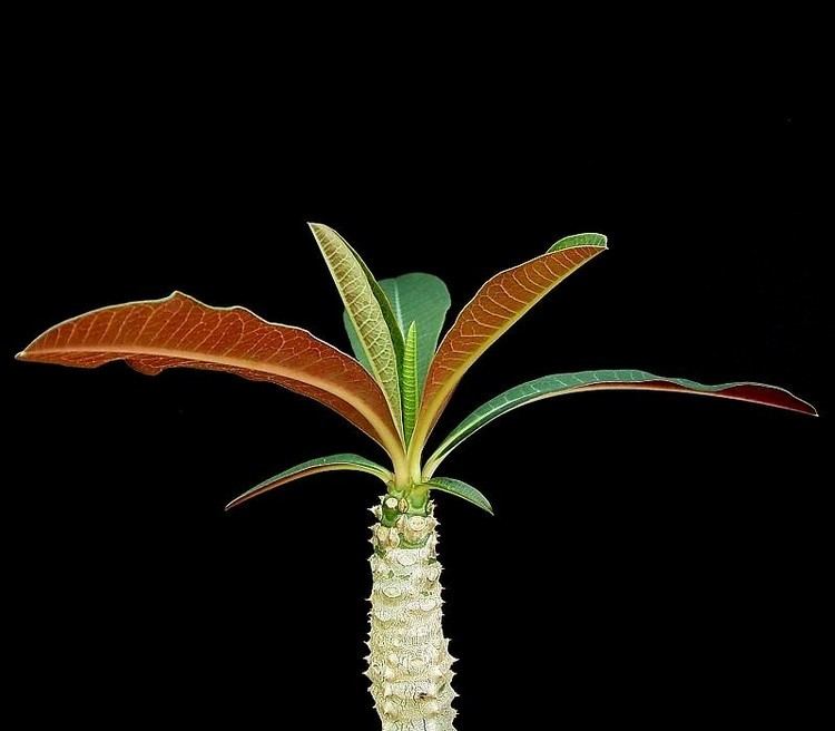 Euphorbia perrieri httpsuploadwikimediaorgwikipediacommons22