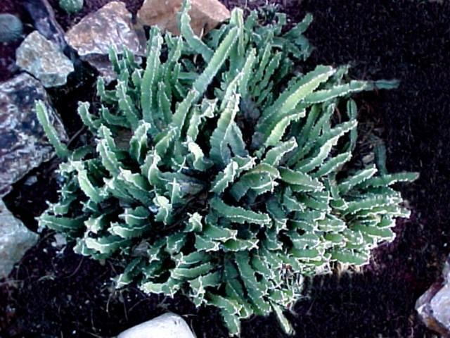 Euphorbia poissonii httpsuploadwikimediaorgwikipediacommons55