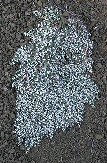 Euphorbia polycarpa httpsuploadwikimediaorgwikipediacommonsthu