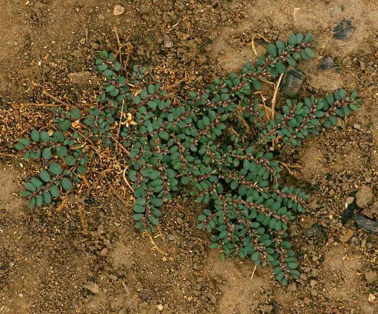 Euphorbia prostrata growing on the ground