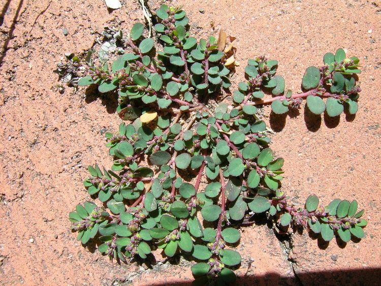 Euphorbia prostrata occurring on the cracks of a pathway