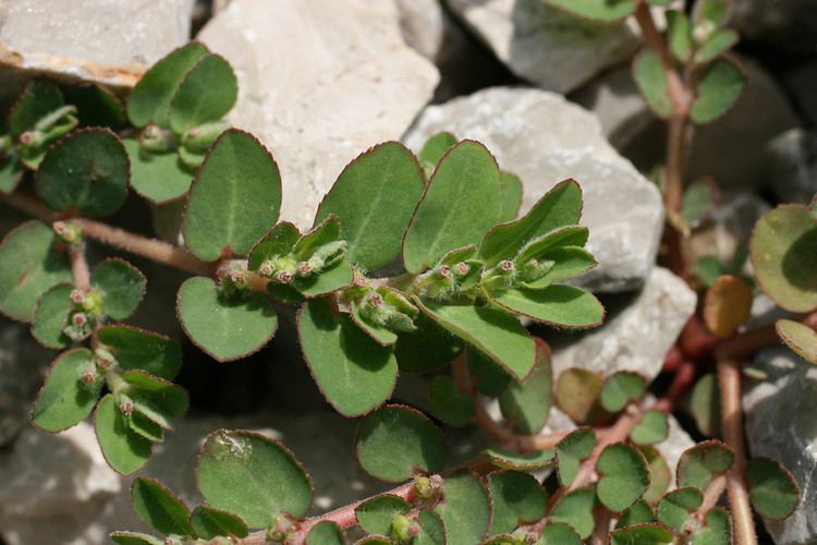 Euphorbia prostrata growing from the rocks